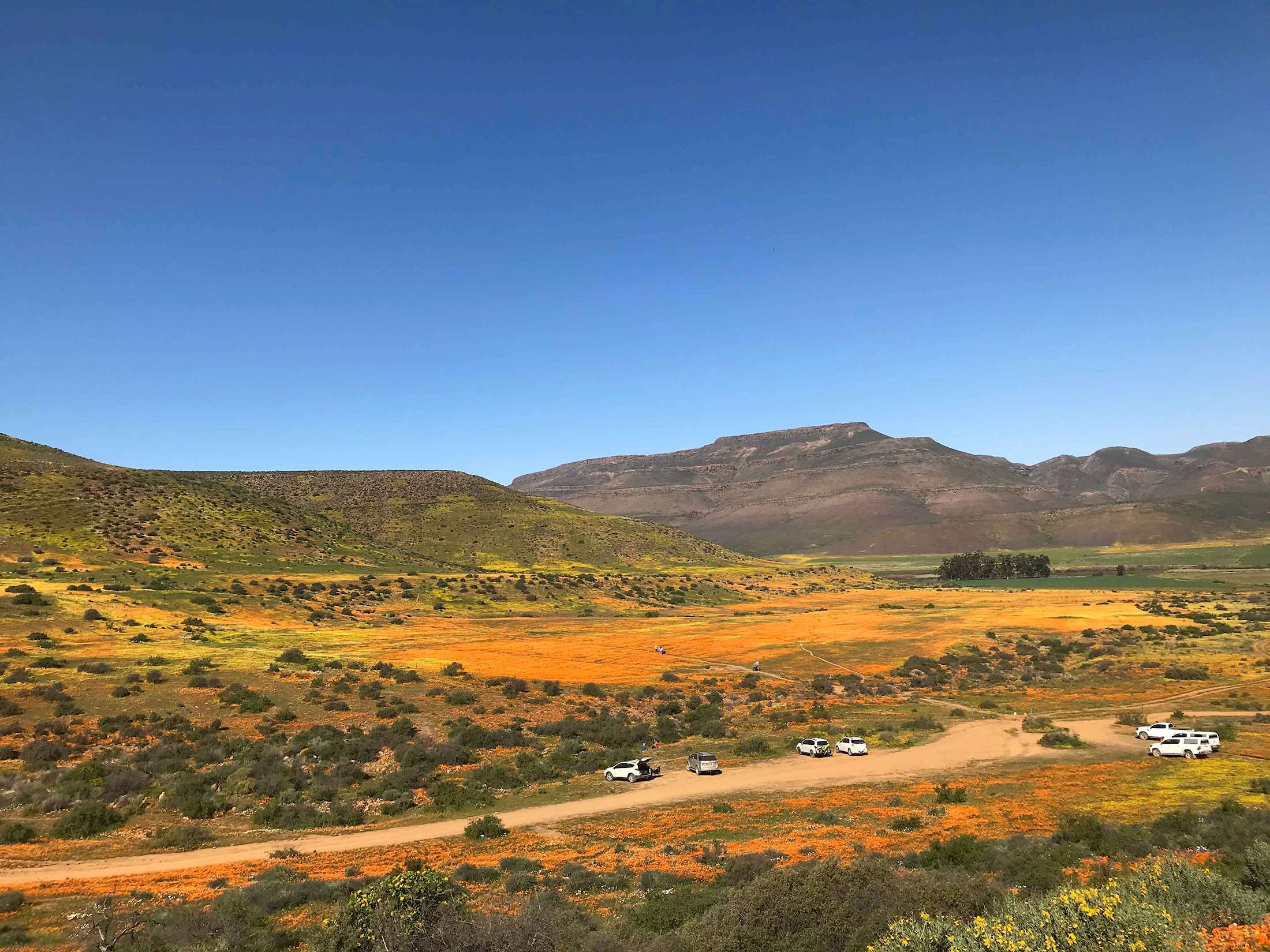 Wild Flowers of the Biedouw Valley